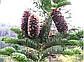 Саджанці Ялиці Білої (Abies alba), фото 6