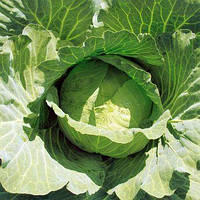 Насіння капусти білокачанної Джекпот F1 (1000семян) Libra Seeds