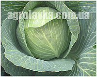 Насіння капусти білокачанної Рітейл F1 (1000семян) Libra Seeds