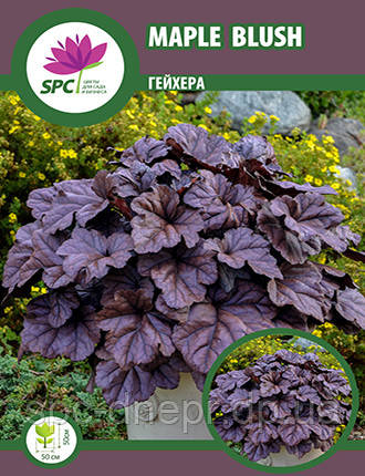 Гейхера Maple Blush, фото 2