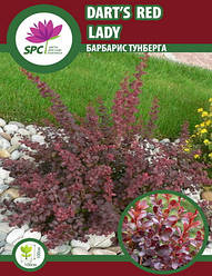 Барбарис Dart's Red Lady