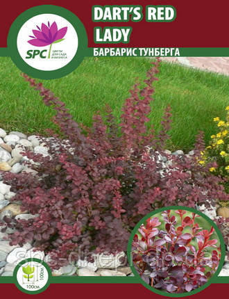 Барбарис Dart's Red Lady, фото 1