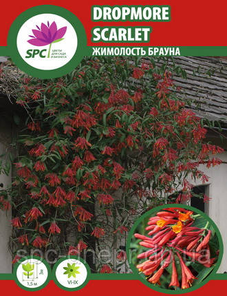 Жимолость Брауна Dropmore Scarlet, фото 1