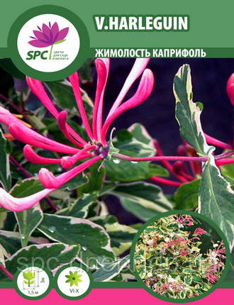 Жимолость каприфоль Variegata