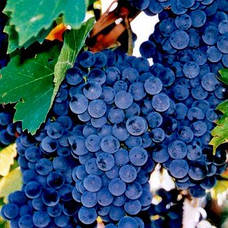 Винні сорти винограду
