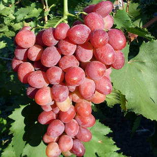 Саджанці винограду Кишмиш Запорізький - раннього терміну, великоплідний, зимостійкий