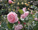 Троянда Строберрі Хілл. (вв). Англійська троянда, фото 3