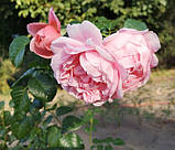 Троянда Строберрі Хілл. (вв). Англійська троянда, фото 4