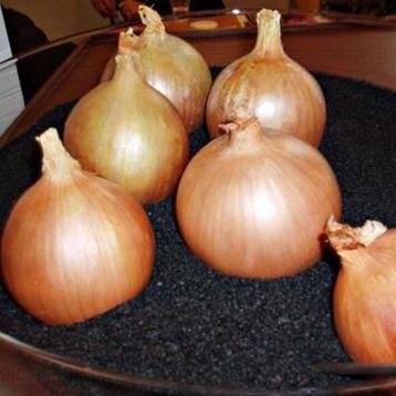 Насіння цибулі озимого Венера (250000семян) Libra Seeds
