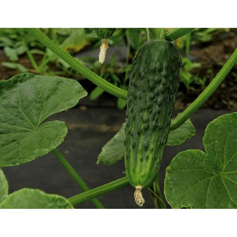 Насіння огірка партенокарпічного Бафра EZ 18 F1 (250семян) Libra Seeds