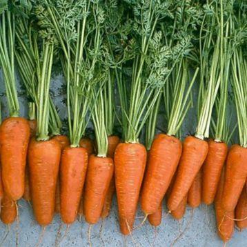 Ред Кор F1 - насіння моркви, 0,5кг, Libra Seeds