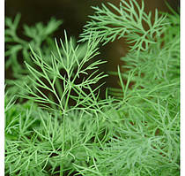 Насіння кропу Ерлі Тетра F1 (50г) Libra Seeds