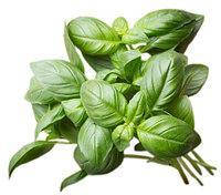 Насіння базиліка Італійський гігант F1 (100г) Libra Seeds