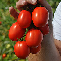 Насіння томату детермінантного для переробки Мегрез F1 (5000семян) Libra Seeds