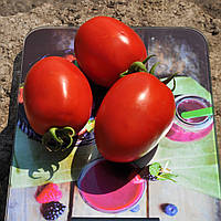 Насіння томату детермінантного для переробки Салерно F1 (1000 насінин) Libra Seeds