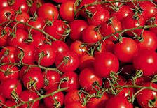 Насіння томату детермінантного для переробки Ламар F1 (1000семян) Libra Seeds