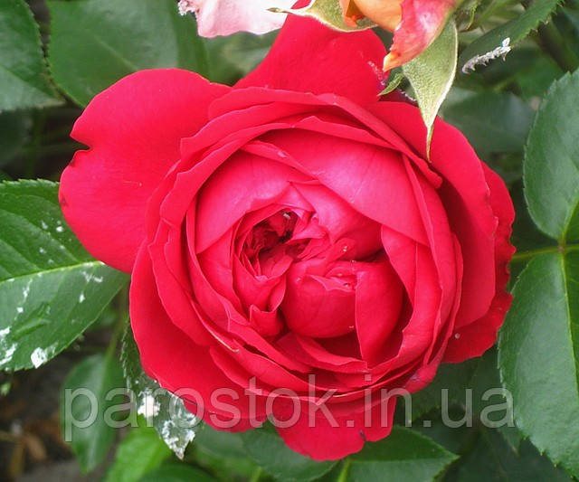 Троянда Ерік Таберлі. Плетиста троянда