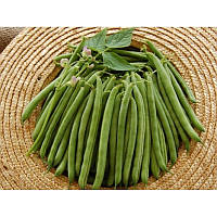 Насіння квасолі спаржевої Бурмен 1кг Libra Seeds