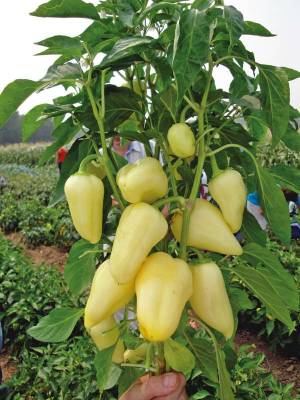 Троян F1 - насіння солодкого перцю, 1000 нас., Libra Seeds