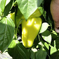 Вулкан F1 - насіння солодкого перцю, 1000 нас., Libra Seeds