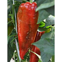 Супер Кап F1 - насіння солодкого перцю, 250 нас., Libra Seeds