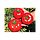 Ефекан F1 Новий гібрид червоного низькорослого томату 500 семян.BT Tohum, фото 2