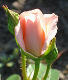 Троянда Титанік. (с). Чайно-гібридна троянда, фото 2