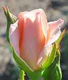 Троянда Титанік. (с). Чайно-гібридна троянда, фото 3