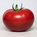 KS 301 F1 (100 нас.) насіння томату Kitano, фото 2