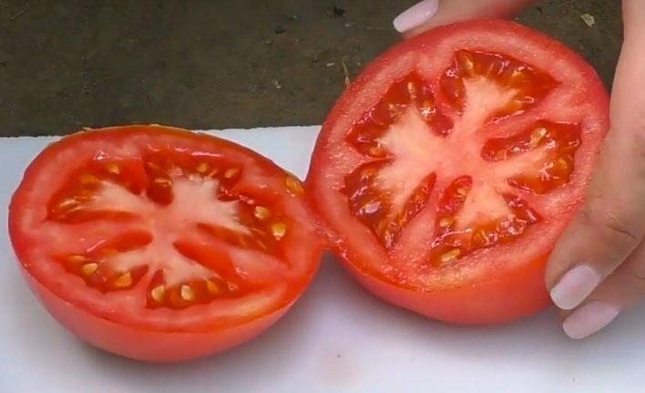 KS 301 F1 (100 нас.) насіння томату Kitano, фото 1