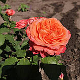 Троянда Емільєн Гійо. (в). Шраб, фото 5