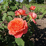 Троянда Емільєн Гійо. (в). Шраб, фото 6