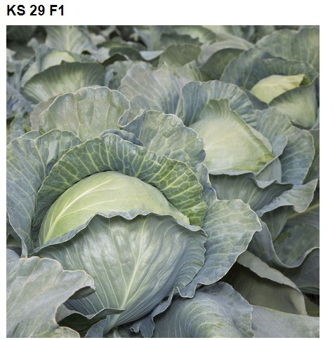 KS 29 F1 1000 шт Kitano Seeds Капуста Білокочанна Насіння (Капуста Білокачанна Насіння)