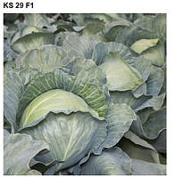 KS 29 F1 1000 шт Kitano Seeds Капуста Білокочанна Насіння (Капуста Белокочанная Семена)