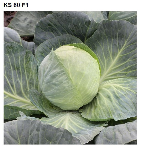 KS 60 F1 2500 шт Kitano Seeds Капуста Білокочанна Насіння (Капуста Білокачанна Насіння)