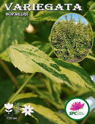 Форзиція Variegata