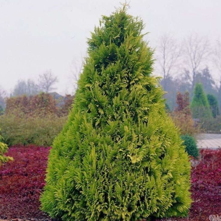 Саджанці Кипарисовика Лавсона Голден Вондер, 3-х річний (Chamaecyparis lawsoniana Golden Wonder) С2