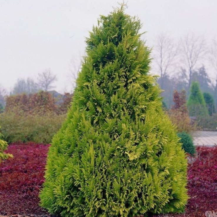 Саджанці Кипарисовика Лавсона Голден Вондер (Chamaecyparis lawsoniana Golden Wonder) Р9