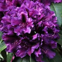 Рододендрон гібридний Azurro С2