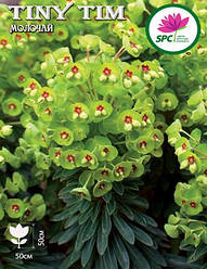 Молочай Tiny Tim