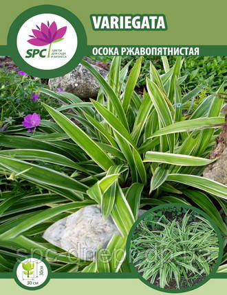 Осока ржавопятнистая Variegata