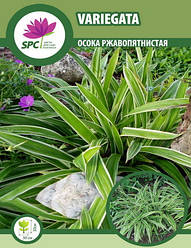 Осока ржавопятнистая Variegata
