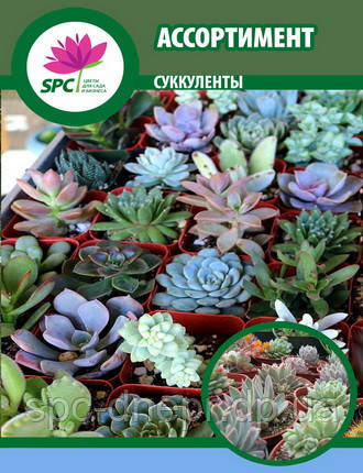 Сукуленти в ассортименті (не насіння)