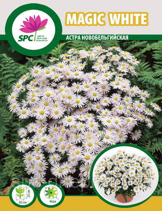 Айстра багаторічна Magic White, фото 1