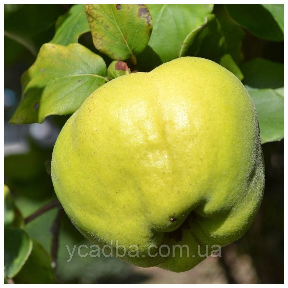 Айва Відмінниця, яблукоподібна (середньостигла), фото 1