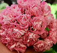 Рассада саженцы Пеларгония зональная розебудная Swanland Pink/Australien Pink Rosebud