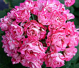 Розсада саджанців Пеларгонія зональна розебудна Swanland Pink/Australien Pink Rosebud, фото 2