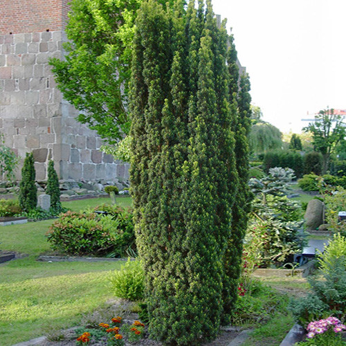 Саджанці Тиса ягідного Фастігіата (Taxus baccata Fastigiata) Р9