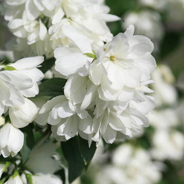 Чубушник / Жасмін Snowbelle 2 річний, Чубушник / Жасмин Сноубель, Philadelphus Snowbelle, фото 3