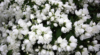 Чубушник / Жасмін Snowbelle 2 річний, Чубушник / Жасмин Сноубель, Philadelphus Snowbelle, фото 4